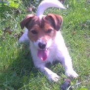 Jack russell terrier Thor