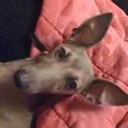 Italiensk mynde Kejzer