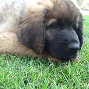 Leonberger Diego