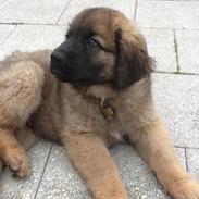 Leonberger Diego