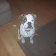 Olde english bulldogge Eddie