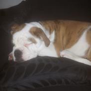 Olde english bulldogge Eddie