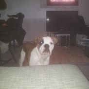 Olde english bulldogge Eddie