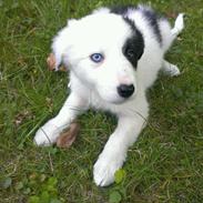 Border collie Luna