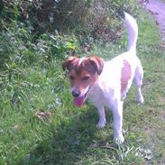 Jack russell terrier Thor