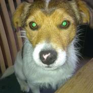 Jack russell terrier Thor