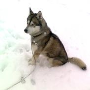 Siberian husky Balder  