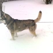 Siberian husky Balder  