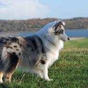 Shetland sheepdog Mejse