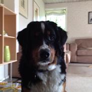 Berner sennenhund Bella