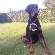 Dobermann Villy