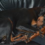 Dobermann Villy