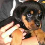 Rottweiler Molly