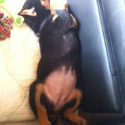 Rottweiler Molly