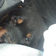 Rottweiler Keno (RIP) 