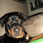 Rottweiler Keno (RIP) 