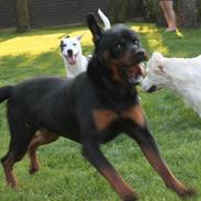 Rottweiler Keno (RIP) 