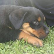 Rottweiler Keno (RIP) 
