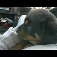 Rottweiler Keno (RIP) 