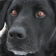 Labrador retriever Buster