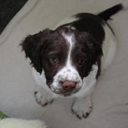 Engelsk springer spaniel Famous Victor