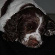 Engelsk springer spaniel Famous Victor