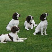 Engelsk springer spaniel Famous Victor
