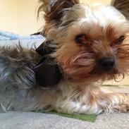 Yorkshire terrier Nulle