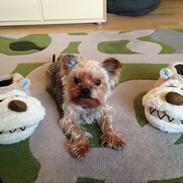 Yorkshire terrier Nulle