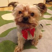 Yorkshire terrier Nulle