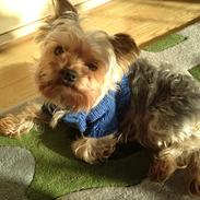 Yorkshire terrier Nulle
