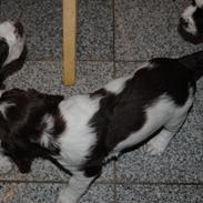 Engelsk springer spaniel Famous Victor