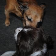 Engelsk springer spaniel Famous Victor