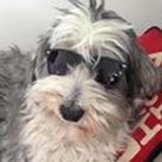 Bearded collie Shetlanas Independent Baloo (Baloo)