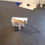 Japansk spids Bertram 