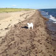 Japansk spids Bertram 