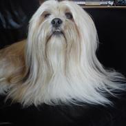 Lhasa apso Noah