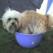 Lhasa apso Noah