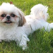 Shih tzu Fie