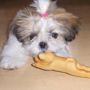 Shih tzu Fie