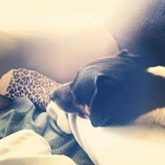 Dansk svensk gaardhund Bonky