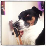 Dansk svensk gaardhund Bonky