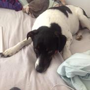 Dansk svensk gaardhund Bonky