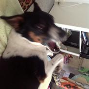 Dansk svensk gaardhund Bonky