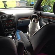 Dansk svensk gaardhund Bonky