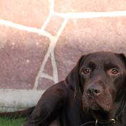 Labrador retriever Kooijoy's Mollie