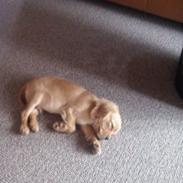 Cavalier king charles spaniel Emil