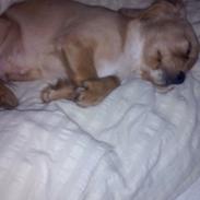 Cavalier king charles spaniel Emil