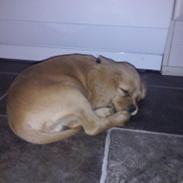 Cavalier king charles spaniel Emil