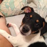 Dansk svensk gaardhund Trille